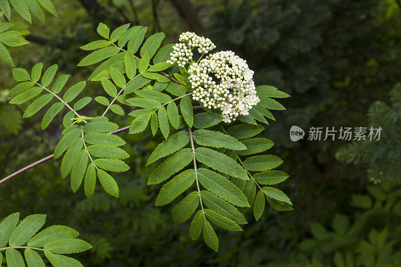 花楸Linné -花楸树在开花